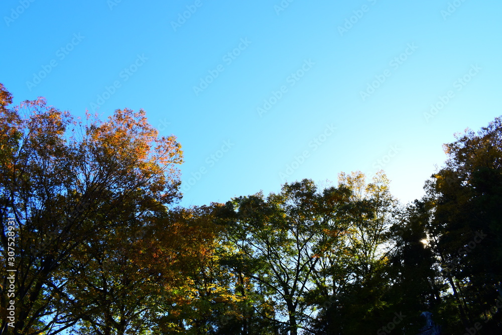 Obraz premium 空と紅葉