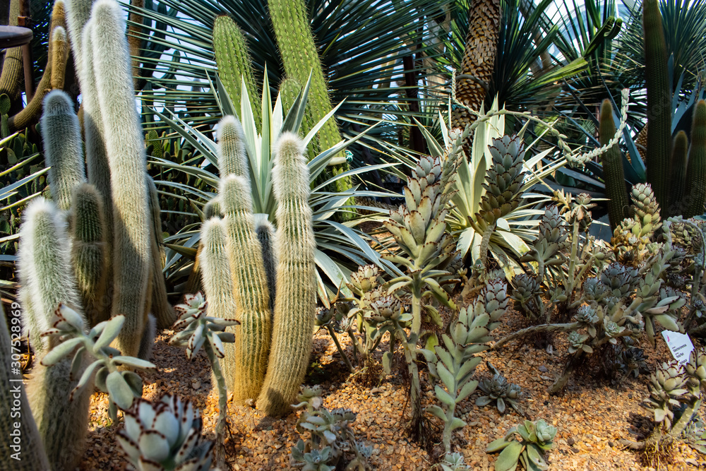 Fototapeta premium Creative cacti capture your eye with their different shapes and sizes.