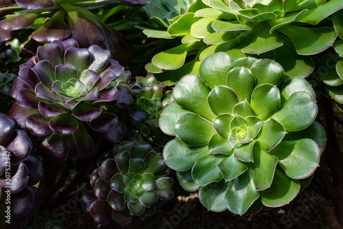 Clusters of easy to grow succulents looks good in any garden or home. © Nicola