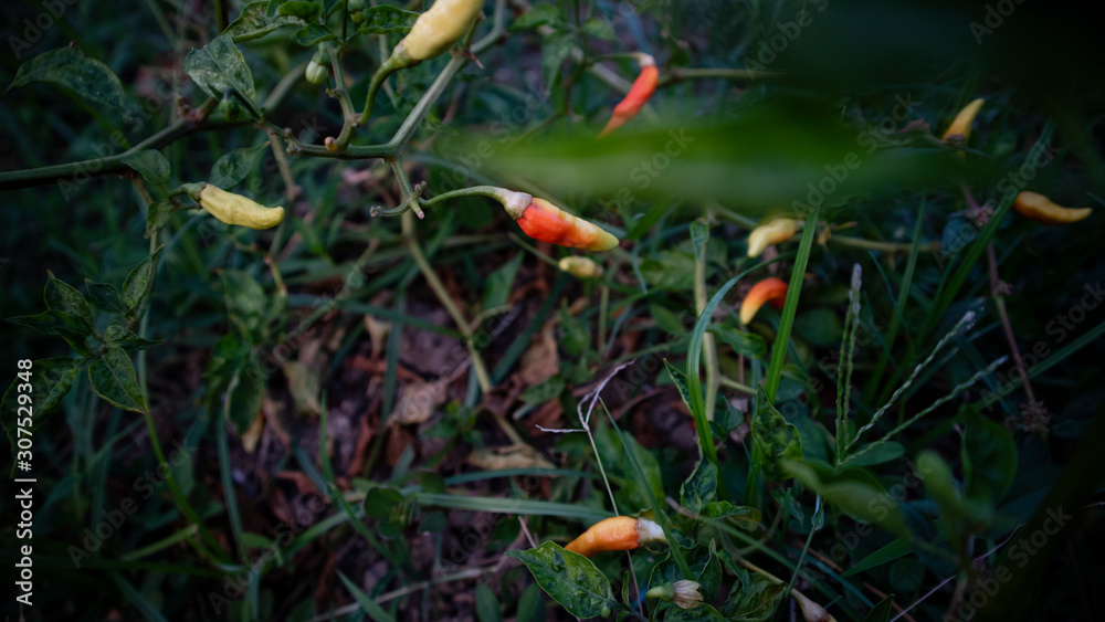 Chili cultivation, one of agriculture with good business value. Looks fertile with maximum care Chili cultivation, one of agriculture with good business value. Looks fertile with maximum care