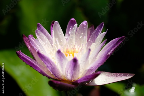 water lily