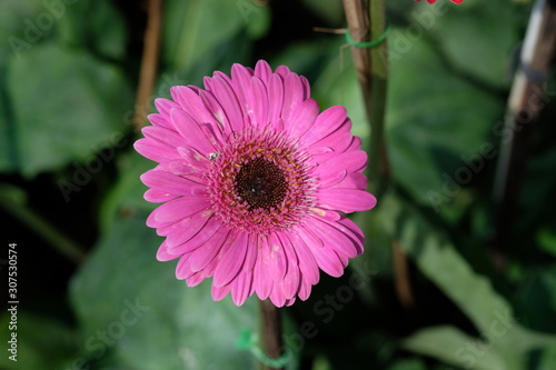 pink and white dahlia