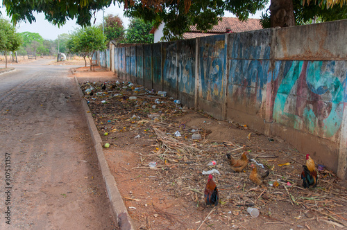 urban filth and chickens on dirty sidewalk
