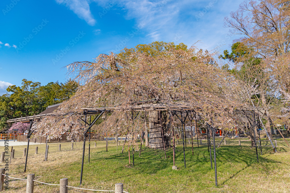 京都 上賀茂神社 御所桜と馬場殿 Stock Foto Adobe Stock