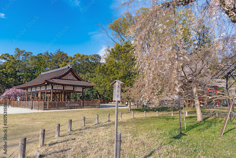 京都 上賀茂神社 御所桜と馬場殿 Stock Photo Adobe Stock