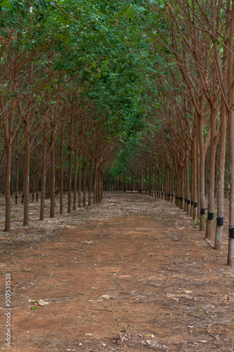 inside a rubber tree plantation