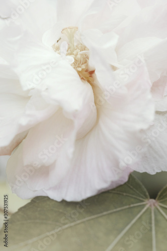 Beautiful soft pink cotton rose  Confederate rose  Hibiscus mutabilis L .Soft focus and pastel color tonned.