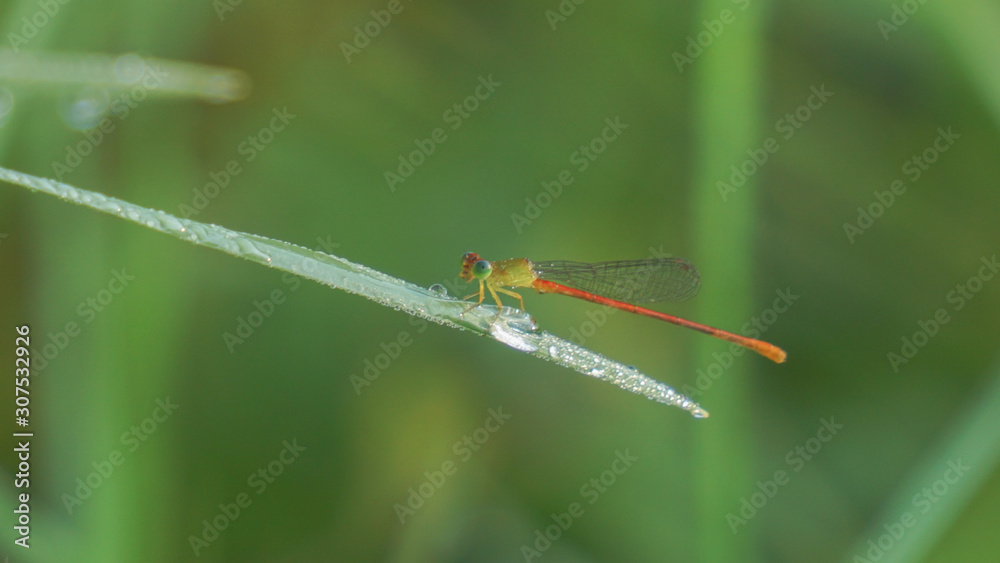 Dragonfly perched on a green leaf. Dragonfly perched on a green leaf.