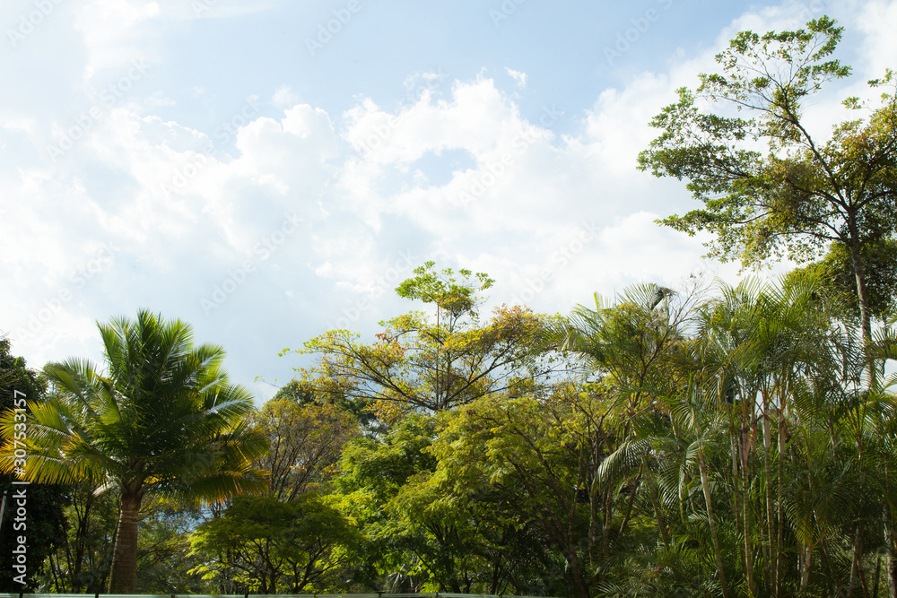 Nature; variety of plants with sky with many clouds. Nature; variety of plants with sky with many clouds.