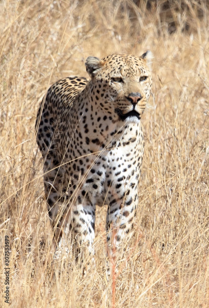 Fototapeta premium Leopard, Kruger National Park