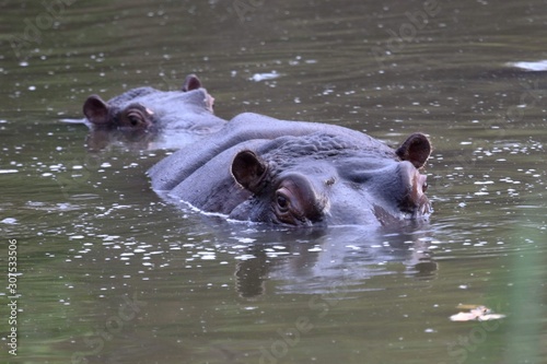 South Africa Hippo 