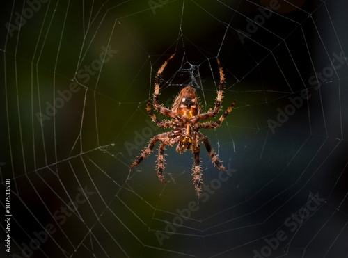 This macro image capture shows an interesting looking big brown spider in the center of it's spider web. photo