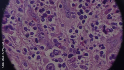 cells seen through a microscope 4k
