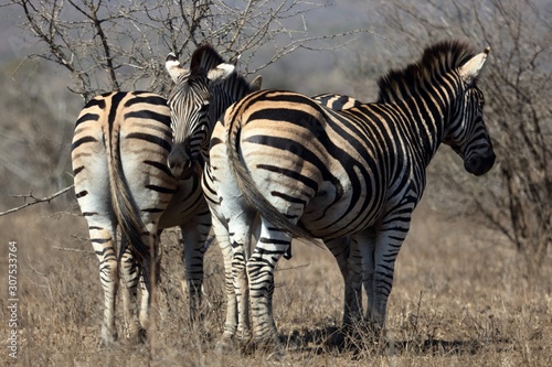 Zebra at Kruger National Park