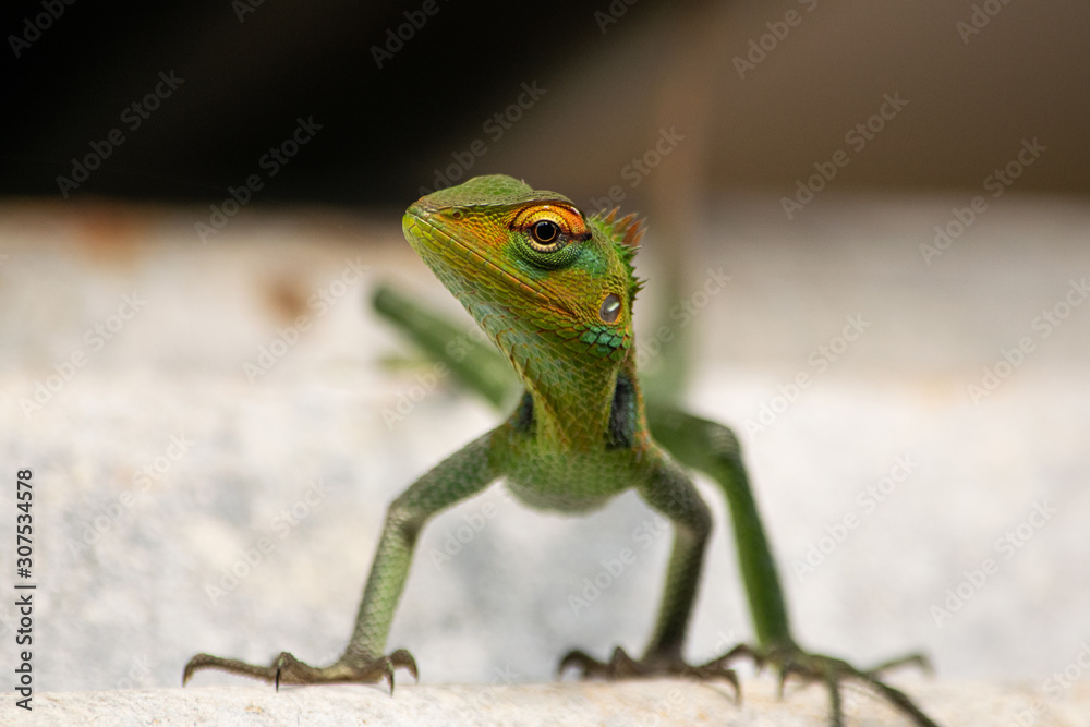 Fototapeta premium green lizard