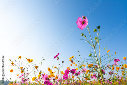 Fototapeta Naklejka Na Ścianę i Meble -  Purple, pink, red, cosmos flowers in the garden with blue sky and clouds background