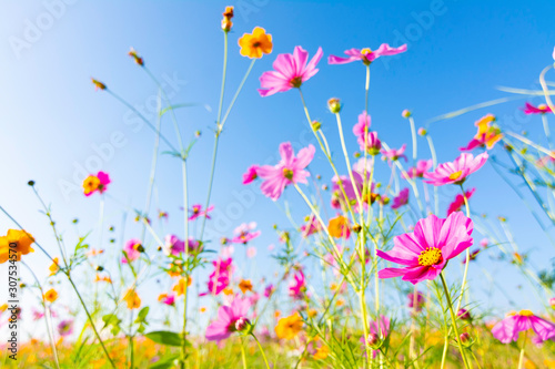 Purple, pink, red, cosmos flowers in the garden with blue sky and clouds background © Meawstory15Studio