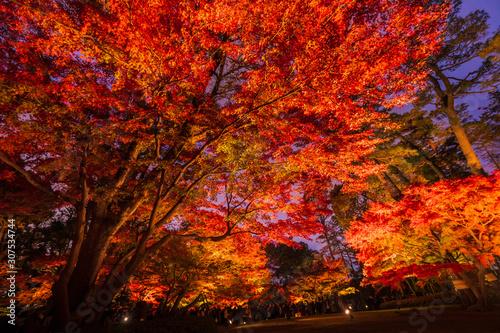 杉並荻窪大田黒公園の紅葉ライトアップ photo