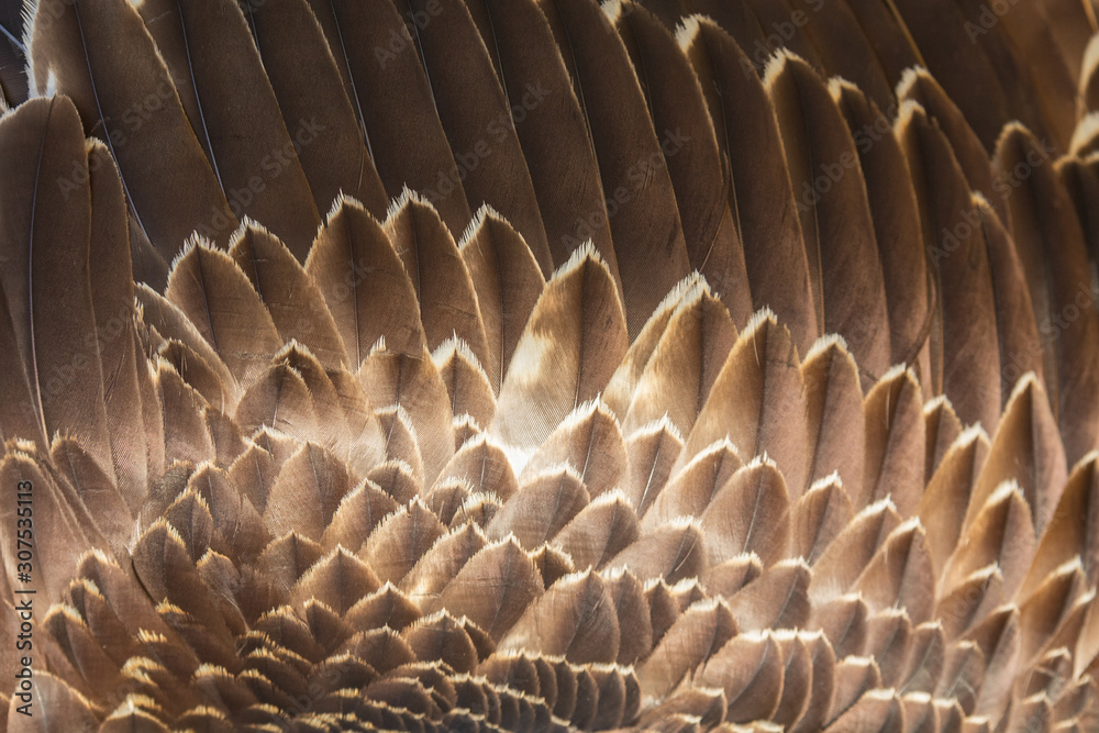 Obraz premium Close up of beautiful Eagle feathers in nature.