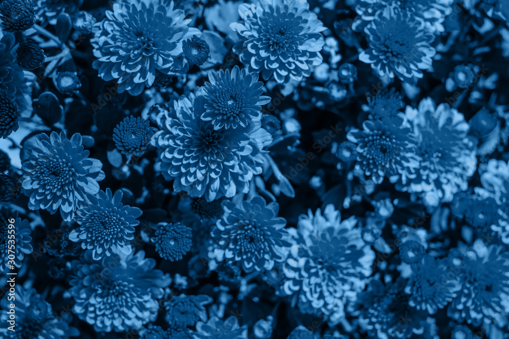 Chrysanthemum flower background Chrysanthemum flower background