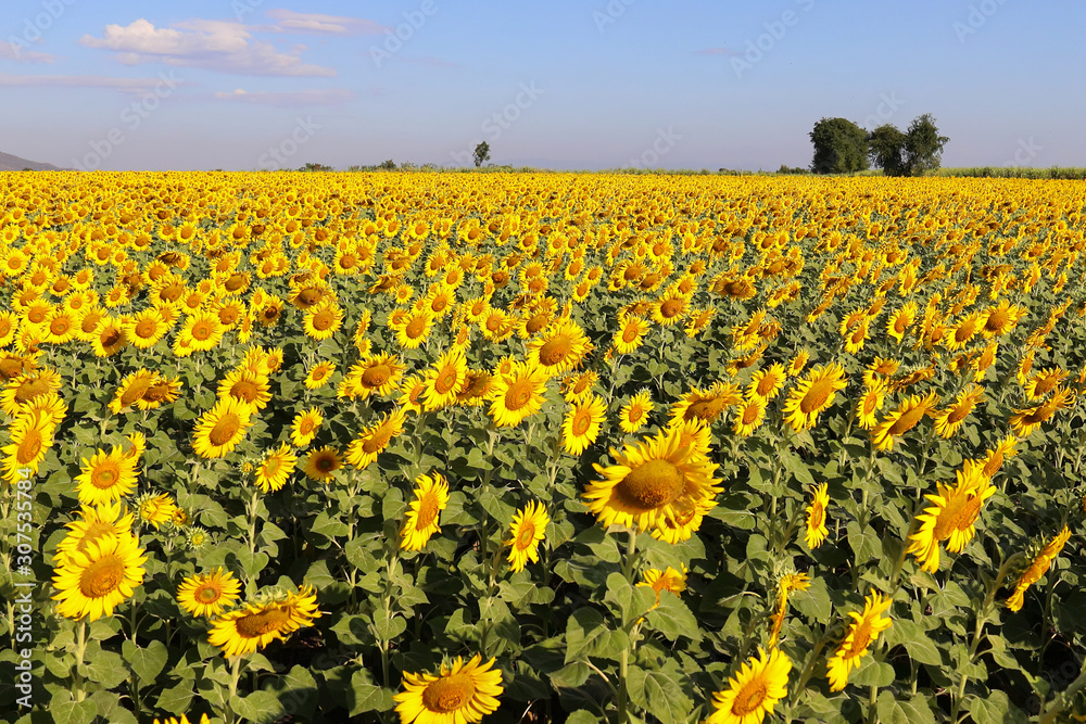 Beautiful sunflower blooming in the field.