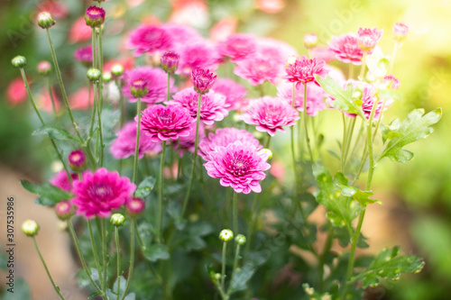 pink flowers peony flowering on background of purple peony flowers.usually blooms in morning summer