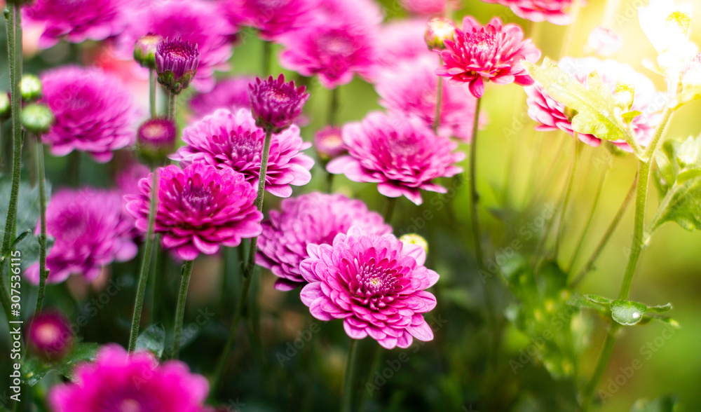 pink flowers peony flowering on background of purple peony flowers.usually blooms in morning summer pink flowers peony flowering on background of purple peony flowers.usually blooms in morning summer