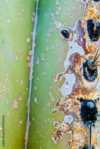 Fototapeta Naklejka Na Ścianę i Meble -  Saguaro Cactus Texture