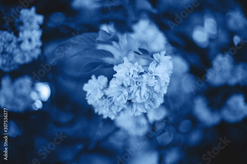 Background of blue color flowers.