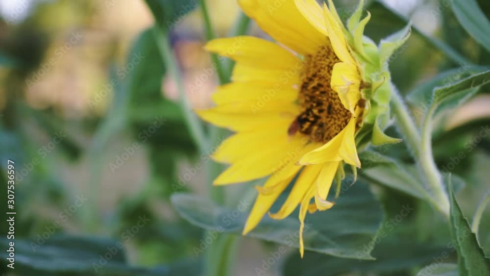 a bee flying around sunflower in a garden during summer a bee flying around sunflower in a garden during summer