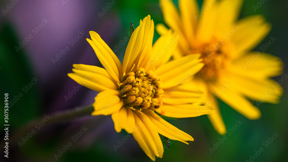 Soft Focus,Close up flower,Yellow flowers bloom in the morning Soft Focus,Close up flower,Yellow flowers bloom in the morning