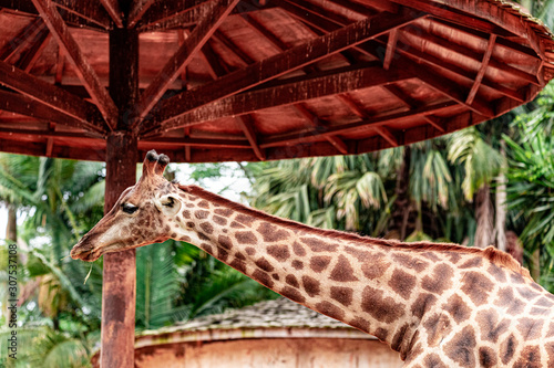 Fototapeta Naklejka Na Ścianę i Meble -  Closeup of giraffe feeding. Beautiful animal.