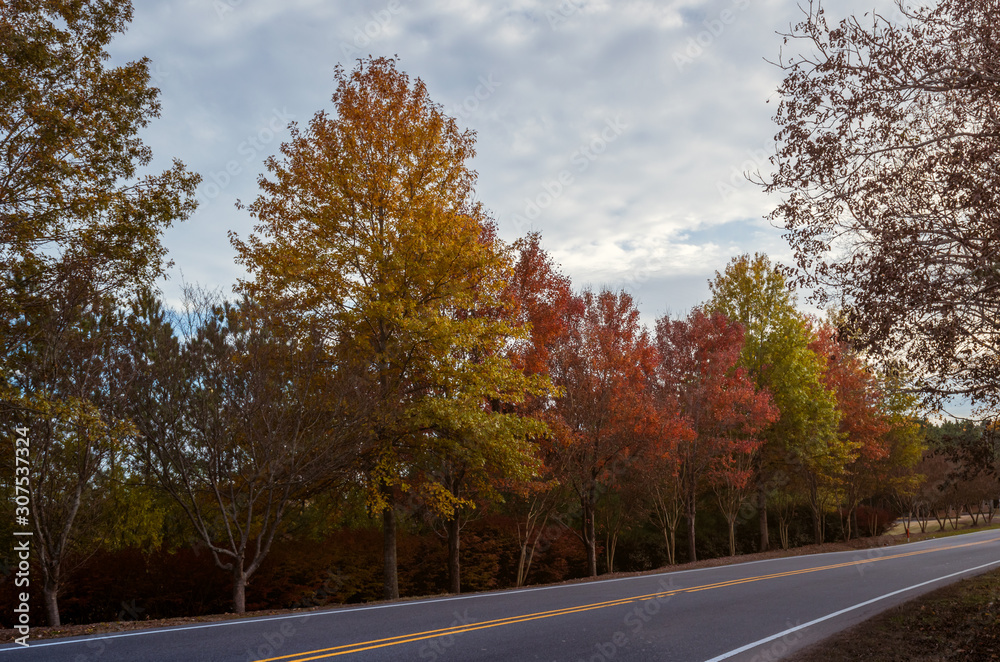 Road side with colorful trees in fall season