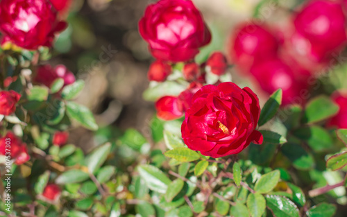 Red roses in rhe garden