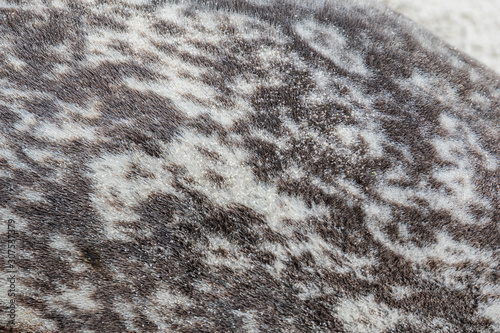 Photos Close Up of Sandy Seal Fur