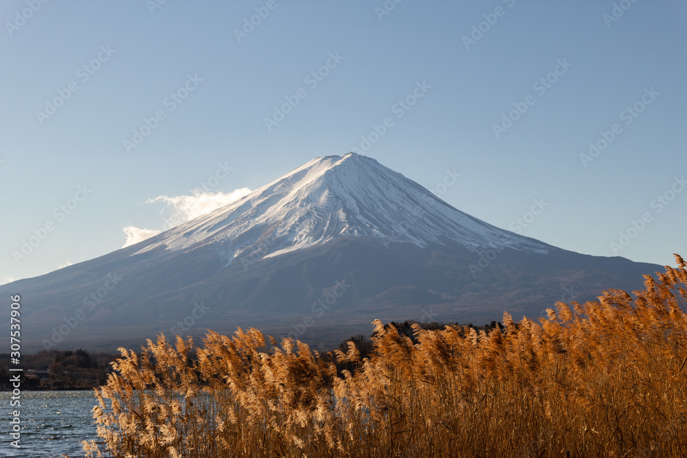 Fototapeta premium 富士山とススキ