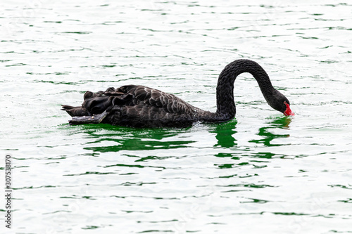 Black swan swimming calmly across the calm waters of the lake.