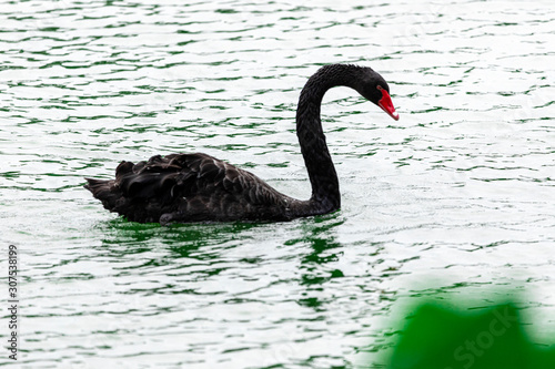 Black swan swimming calmly across the calm waters of the lake.