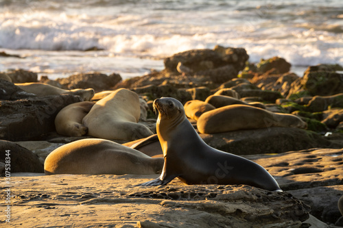 California sea lion 