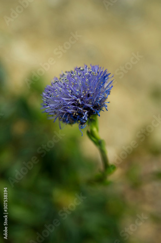 Globularia incanescens flower photo