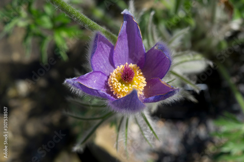 Pulsatilla halleri flower photo