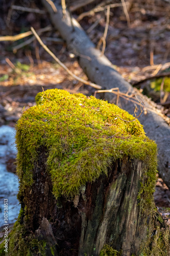 Moss covered tree stump