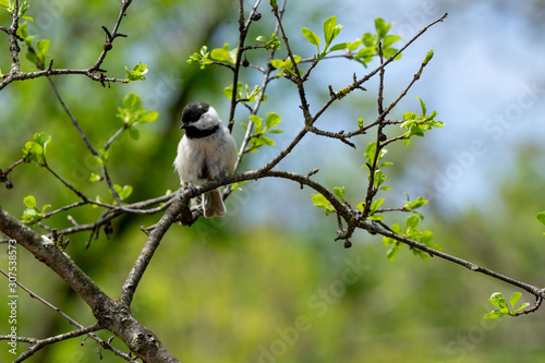 chickadee on branch