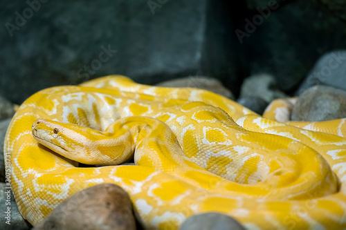 Close up of Big Python regius or Royal Python is a large non poisonous snake. Large and massive Ball Python, species native to West and Central Africa, where it lives in grasslands and shrublands
