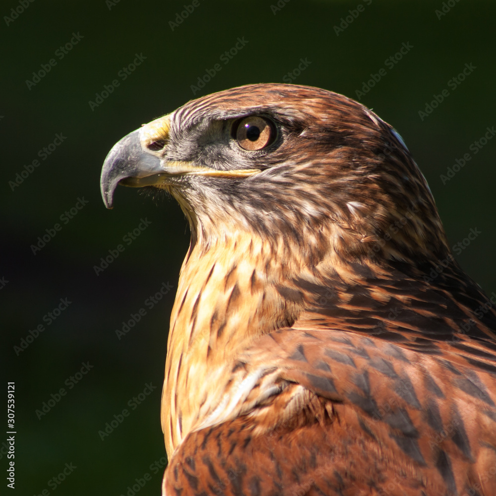 Ferruginous Hawk profile closeup