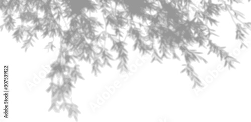 The shade of the exotic plants on the white wall. Tree leaves. Black and white image for photo overlay or mockup