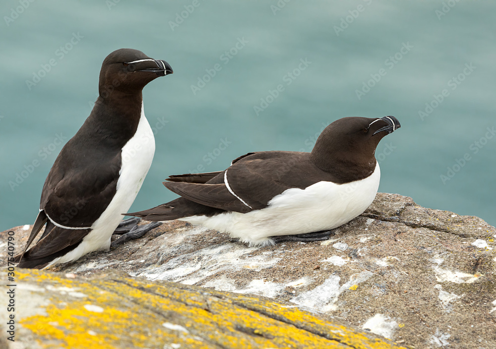Φωτογραφία Two adult razorbills are relaxing on cliff under warm sunlights