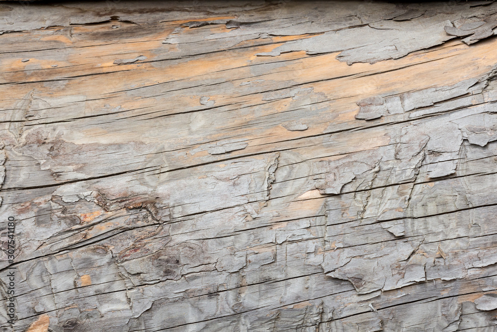 Naklejka premium Natural horizontal background with tree texture