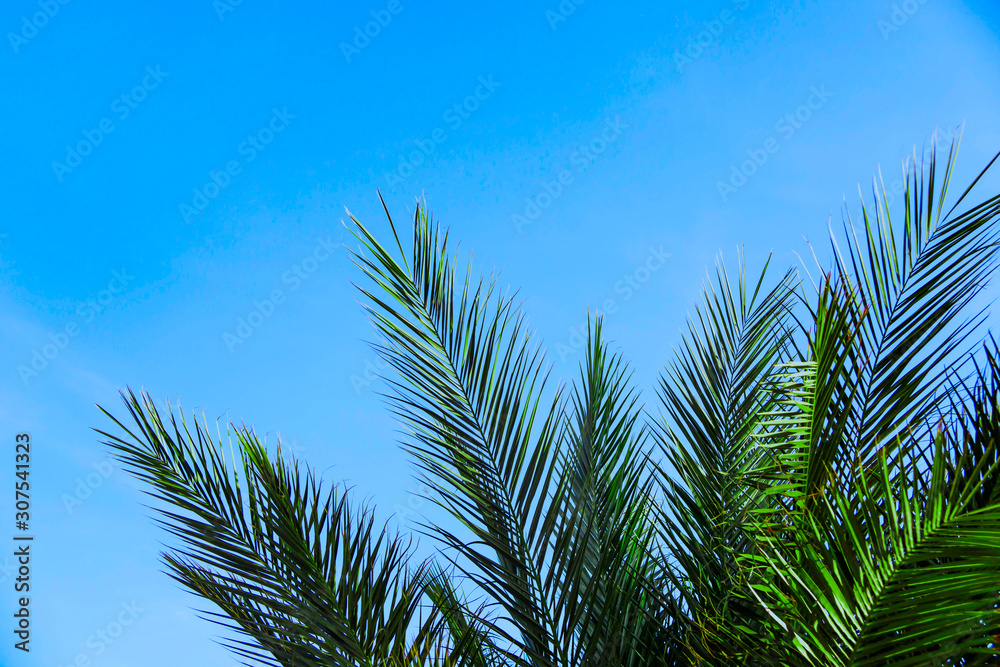 Green palm branches against the blue sky. Classic blue color of the year 2020.