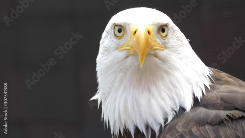 north america bald eagle 4k photo